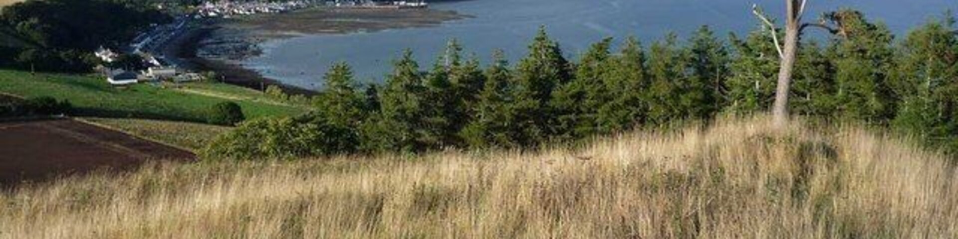 The northern Scots Pine on Ormond Hill Two Scots Pine trees dominate the crest of Ormond Hill. This is a view along the crest of the hill showing the northern of the two Scots Pine trees. Beyond the hill lies the small town of Avoch with its harbour at low tide.