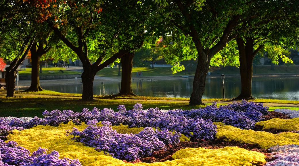 Beds of colorful mums near a small lake in autumn