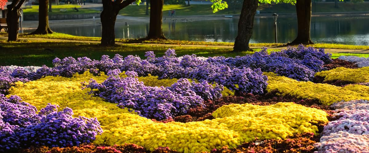 A park with flower beds in purple, yellow, and red.