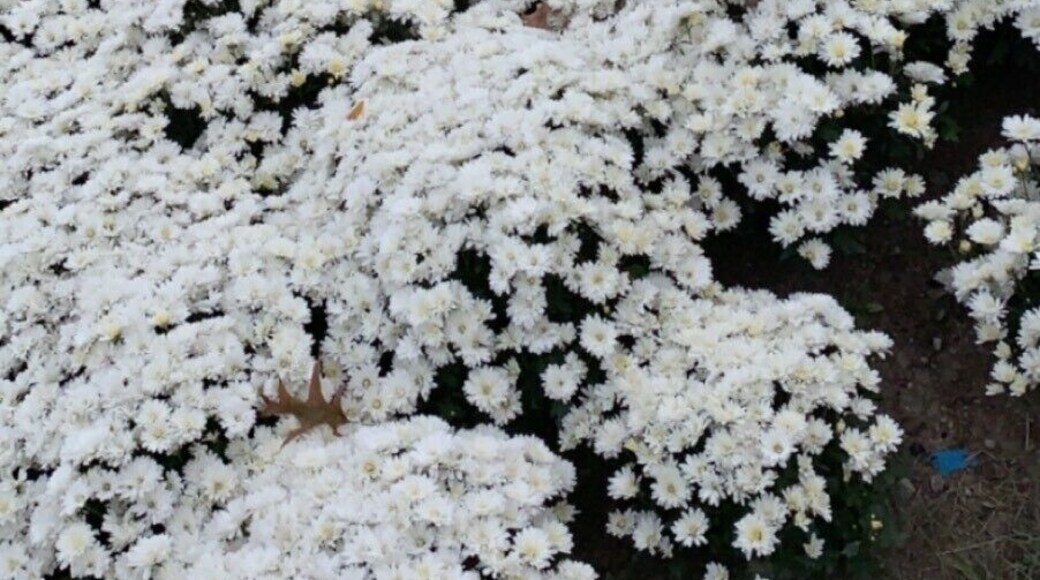 Annual mum festival! Must see if your in the area.