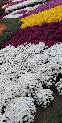 Annual mum festival! Must see if your in the area.