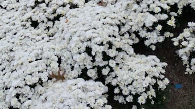 Annual mum festival! Must see if your in the area.