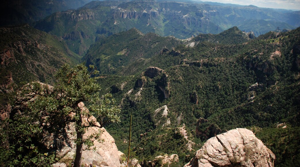 Landscape in Divisadero