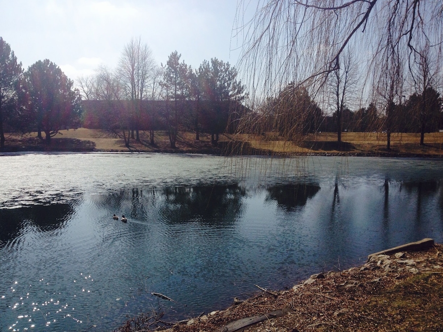 Beautiful morning , the small pond is still frozen.