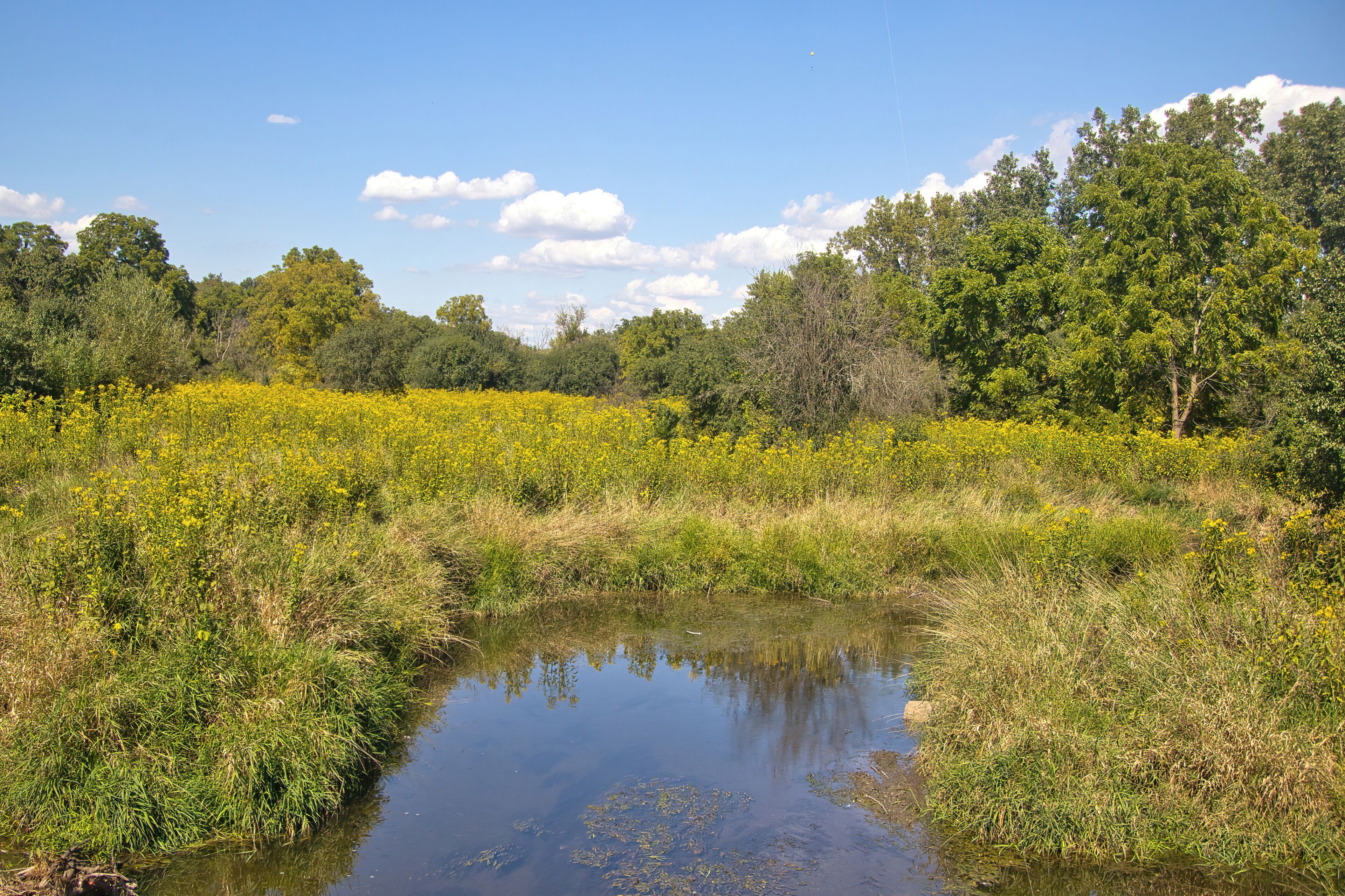 Summer day view of a creek and marsh in a lush green forest along the Illinois Prairie Path in suburban Chicago, Illinois.