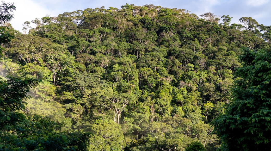 Small hill, covered by dense tropical forest, with blue sky in the background, Areal city, state of Rio de Janeiro, Brazil
