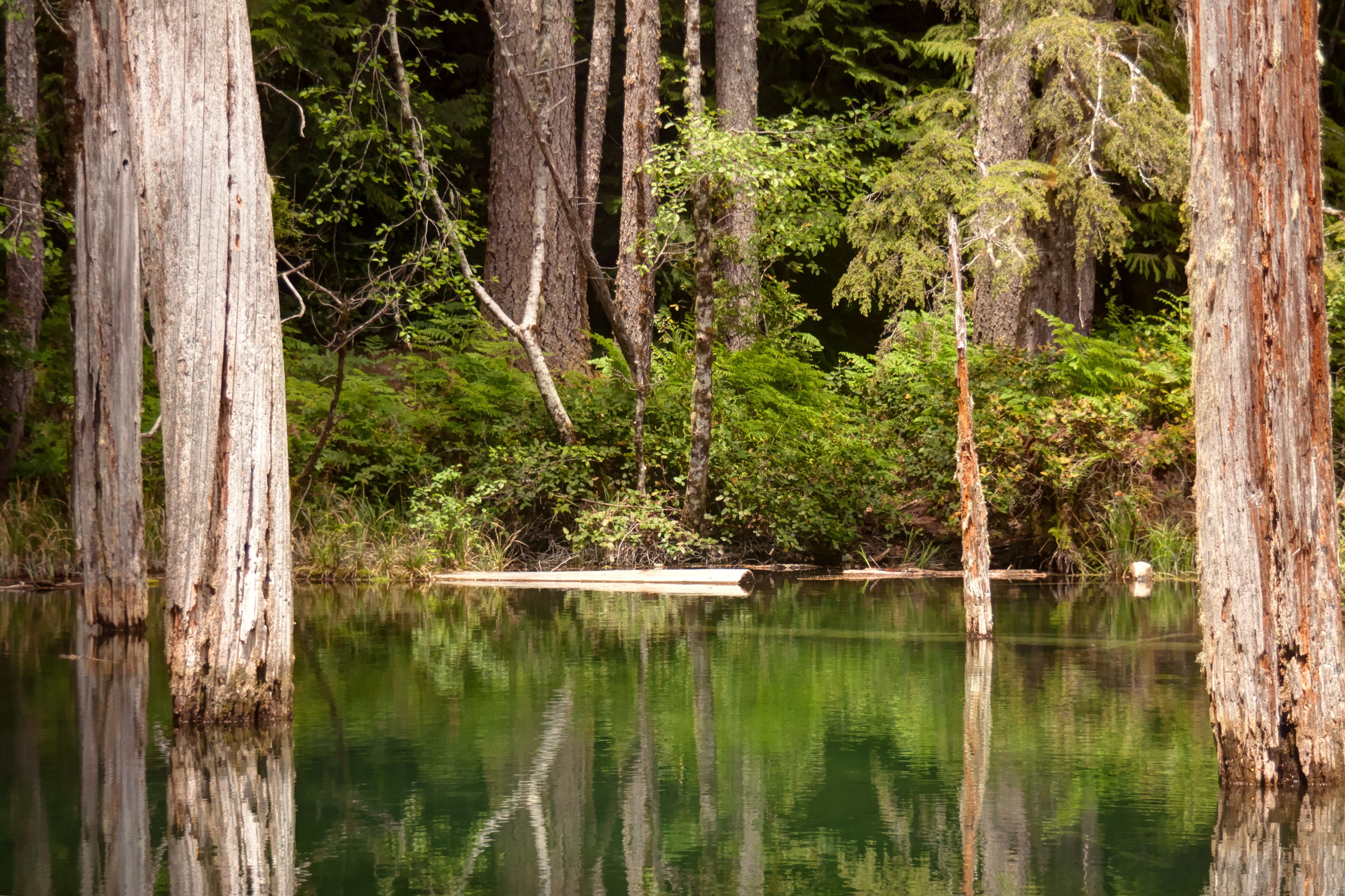 A serene forest with tall trees and a calm body of water reflecting the greenery.