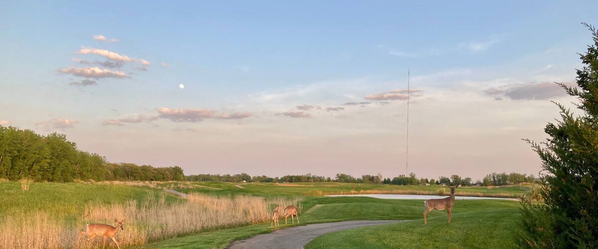 deer walking on golf course