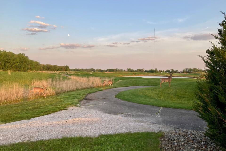 A grassy landscape with a winding path, a deer, and a clear sky.