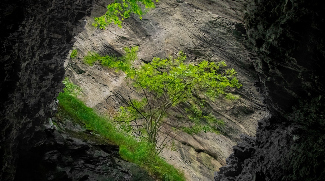 Tree shot out of a cave