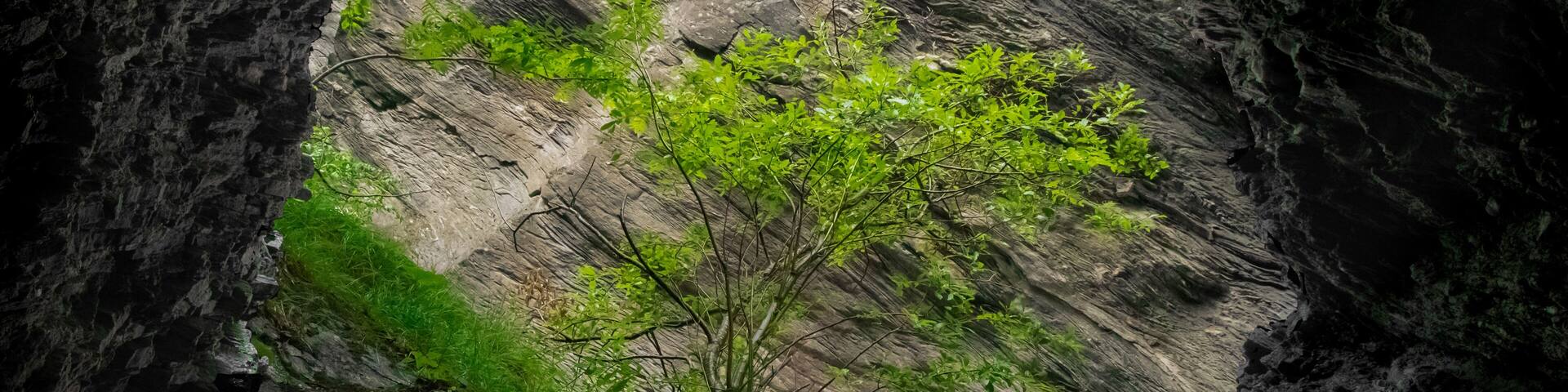 Tree shot out of a cave