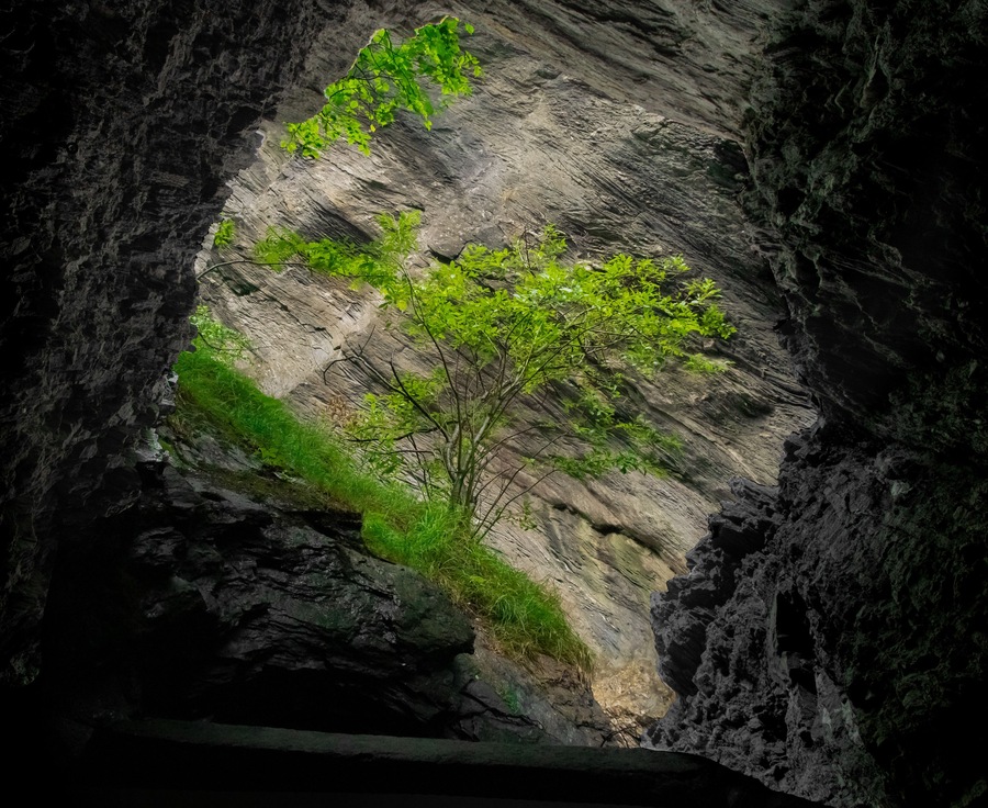 Tree shot out of a cave