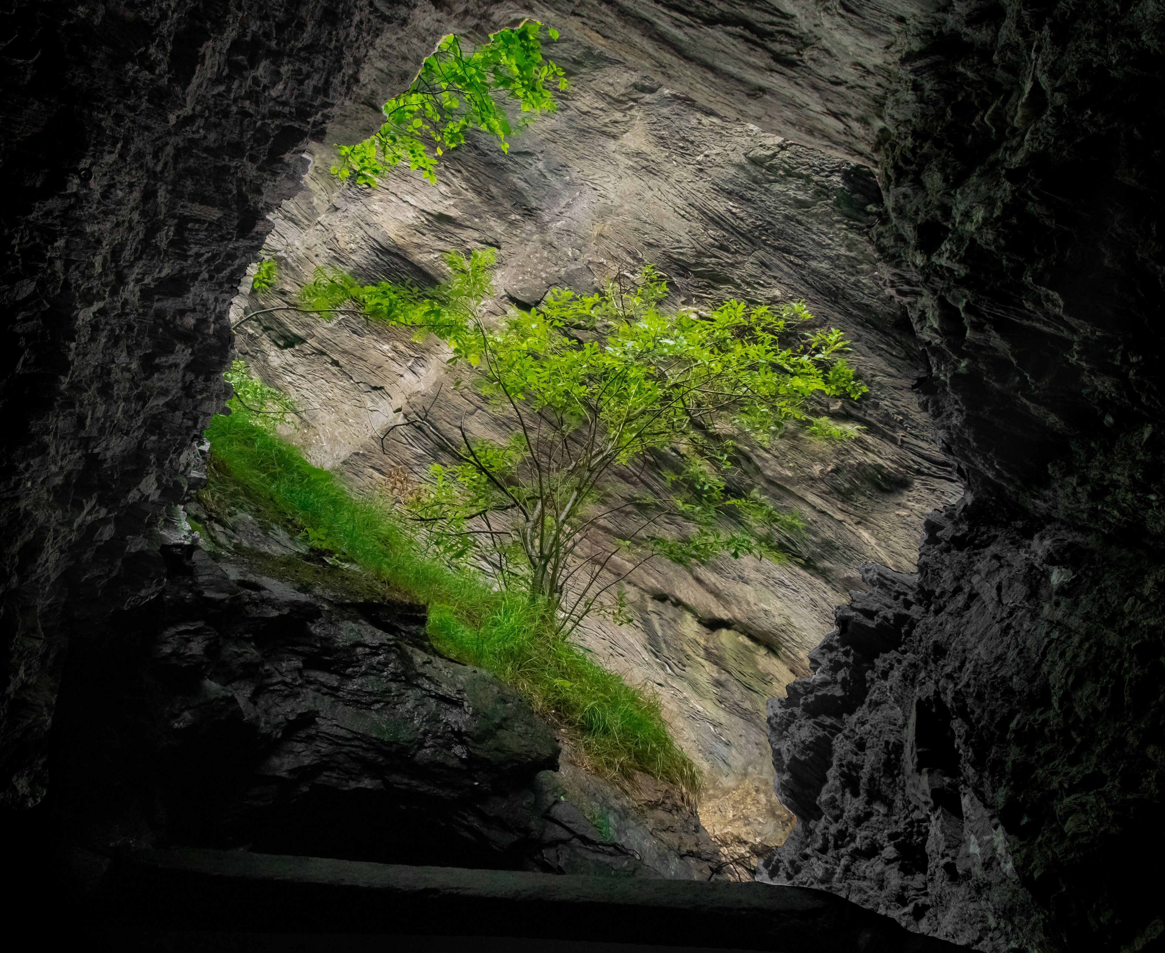 A tree growing in a rocky crevice.