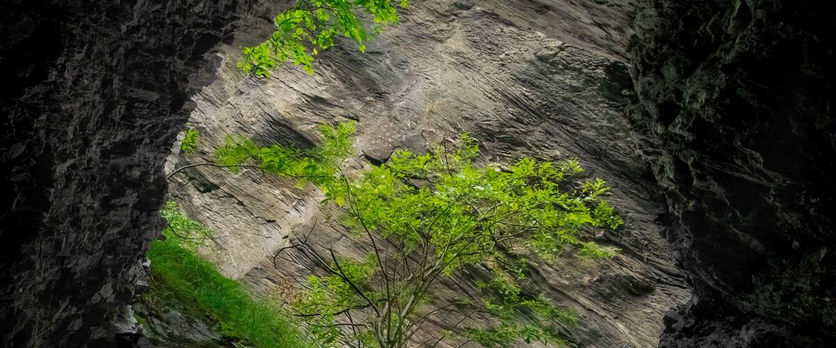 A tree growing in a rocky crevice.