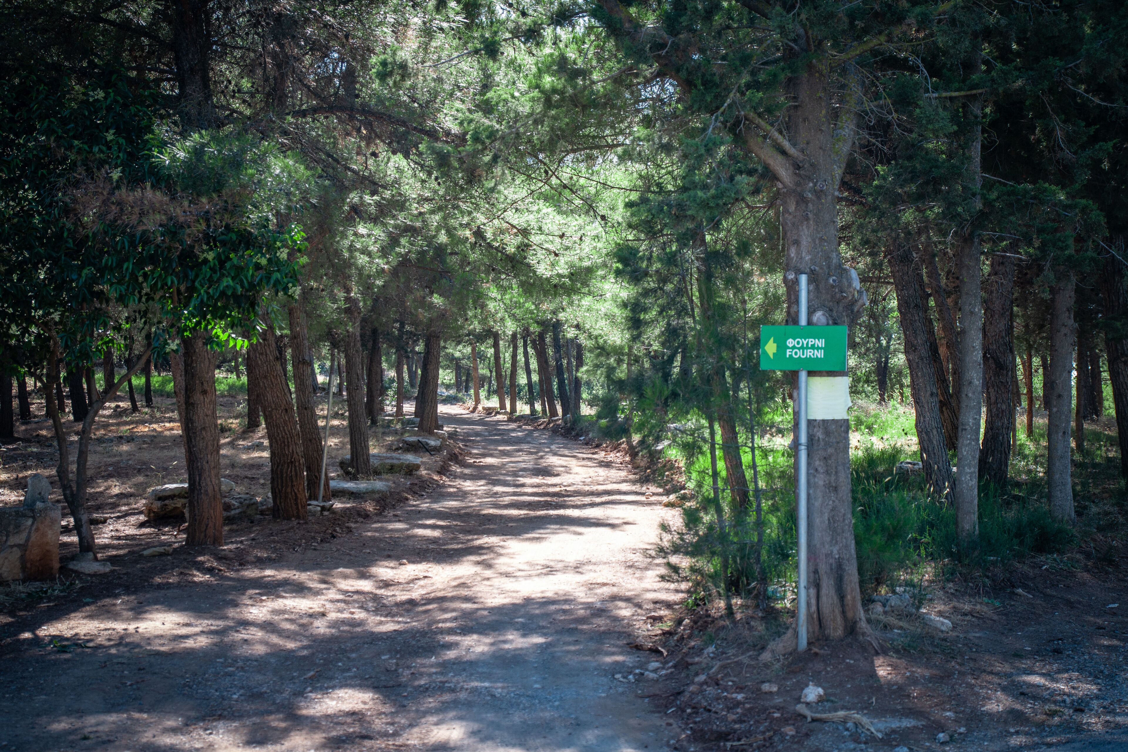 Colorful forest with sun rays through branches of trees. Scenery of nature with sunlight. Fourni forest near to Archanes village, Crete, Greece. Famous tourist spot site.