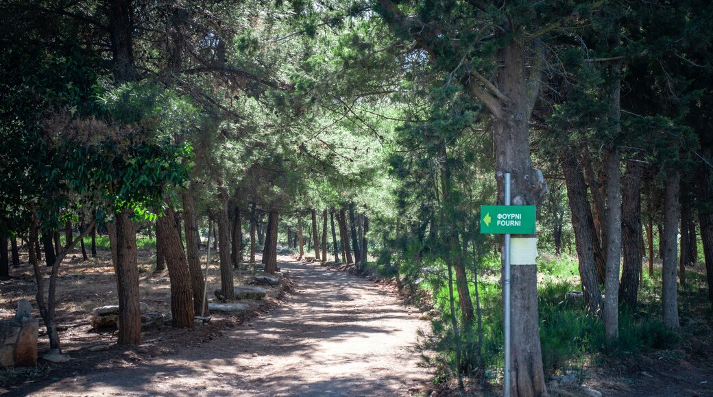 Colorful forest with sun rays through branches of trees. Scenery of nature with sunlight. Fourni forest near to Archanes village, Crete, Greece. Famous tourist spot site.
