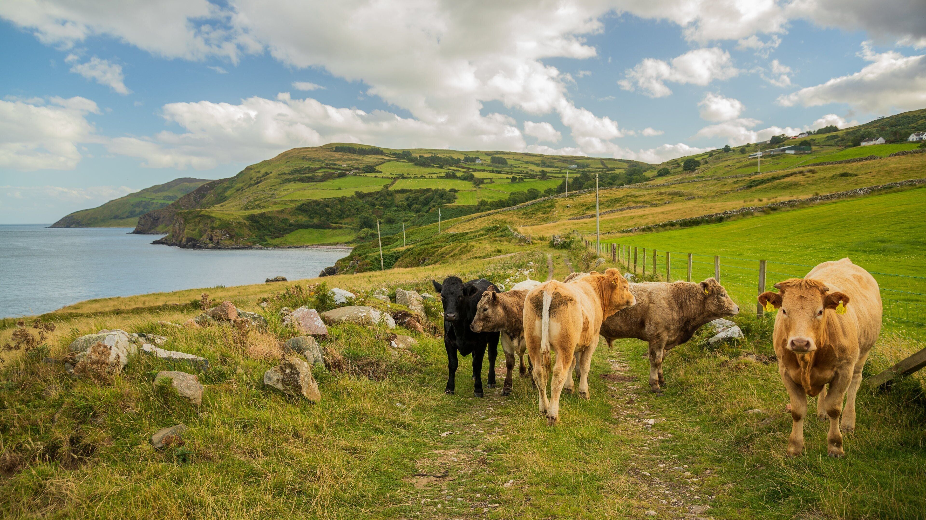 A coastal landscape with rolling hills, a stone wall, and a path leading to a herd of cows.