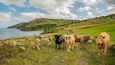 A coastal landscape with rolling hills, a stone wall, and a path leading to a herd of cows.