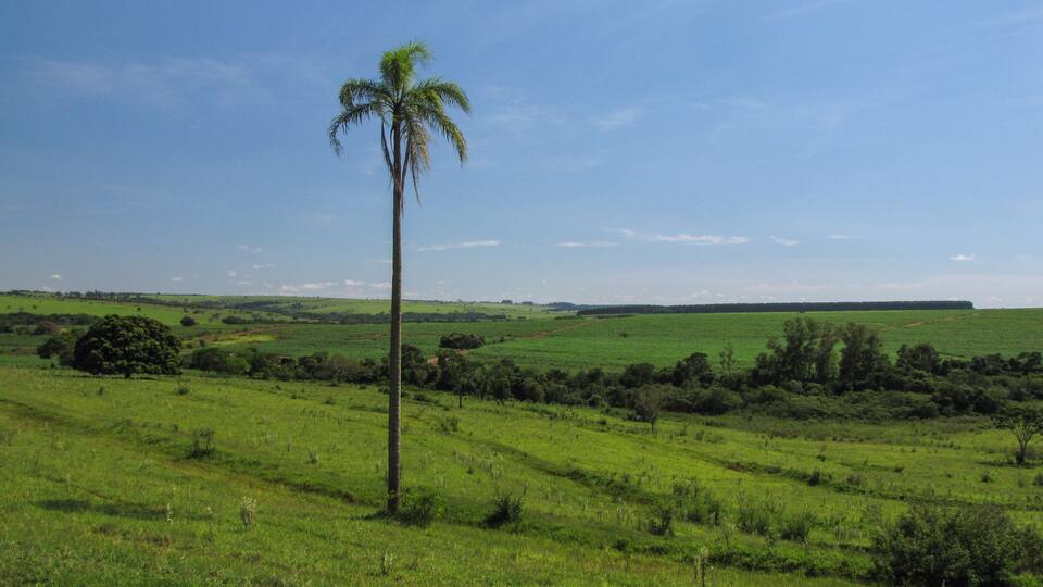 A single palm tree in a vast green field with rolling hills and a clear blue sky.