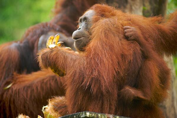 Semenggoh Wildlife Centre showing zoo animals