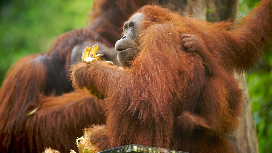Semenggoh Wildlife Centre showing zoo animals