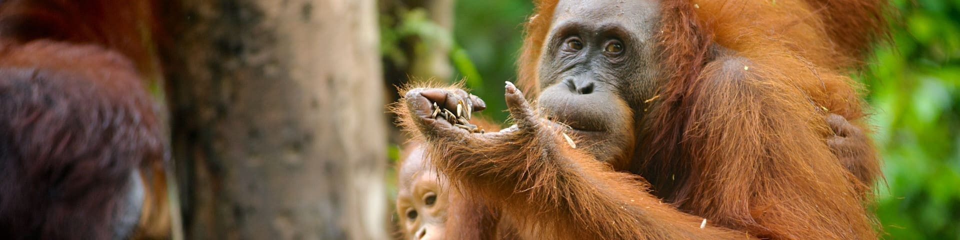 Un orangután de pelaje rojizo-marrón sosteniendo un trozo de comida.