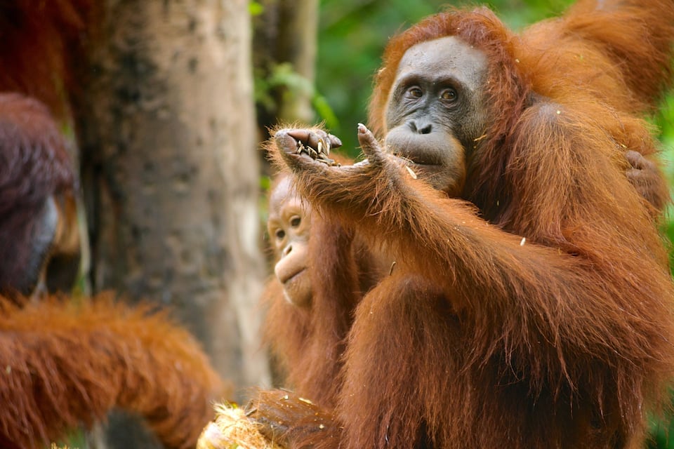 An orangutan with reddish-brown fur holding a piece of food.