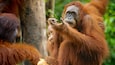 Semenggoh Wildlife Centre (史蒙固野生动物中心)