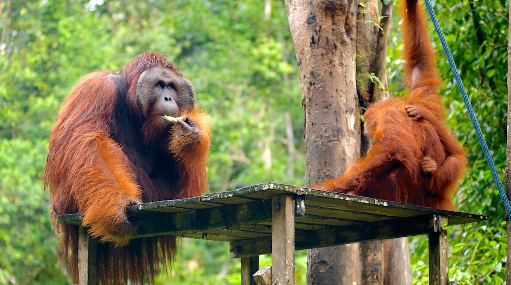 Semenggoh Wildlife Centre