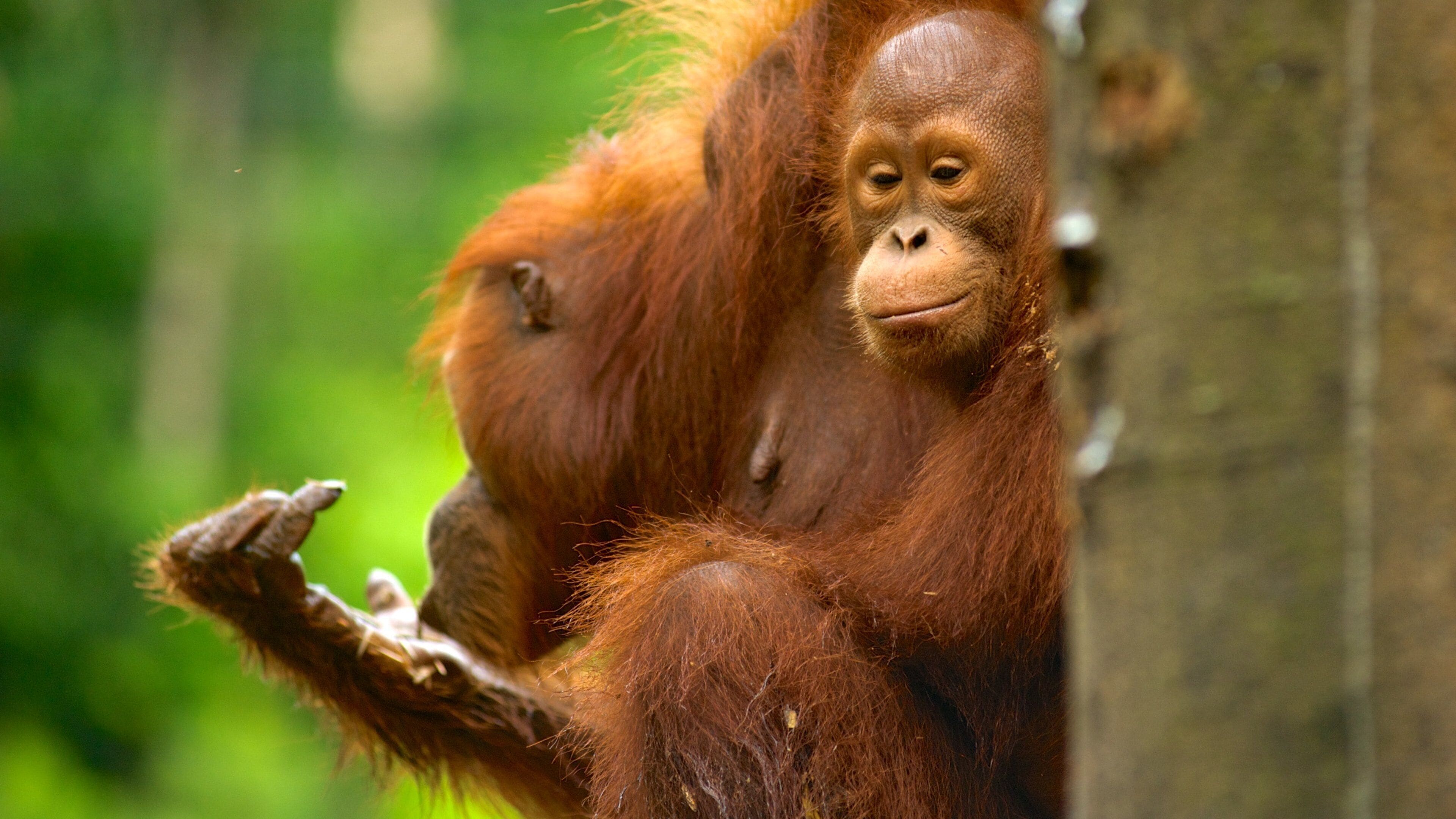 Semenggoh Wildlife Centre trong đó bao gồm động vật trong vườn thú