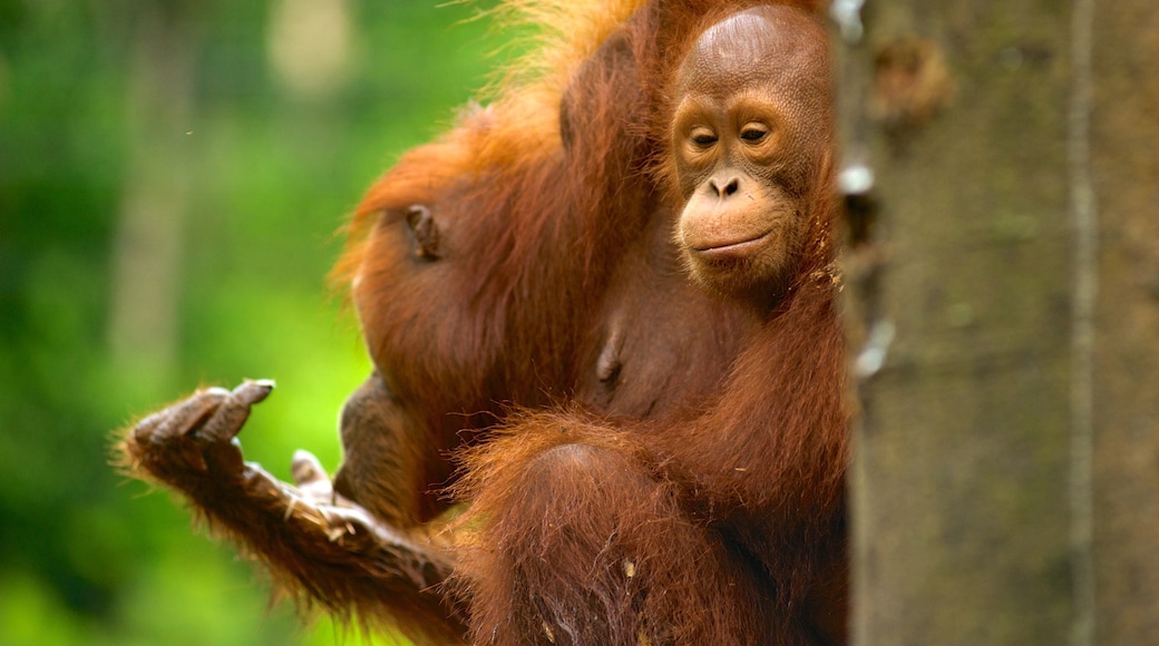 Semenggoh Wildlife Centre