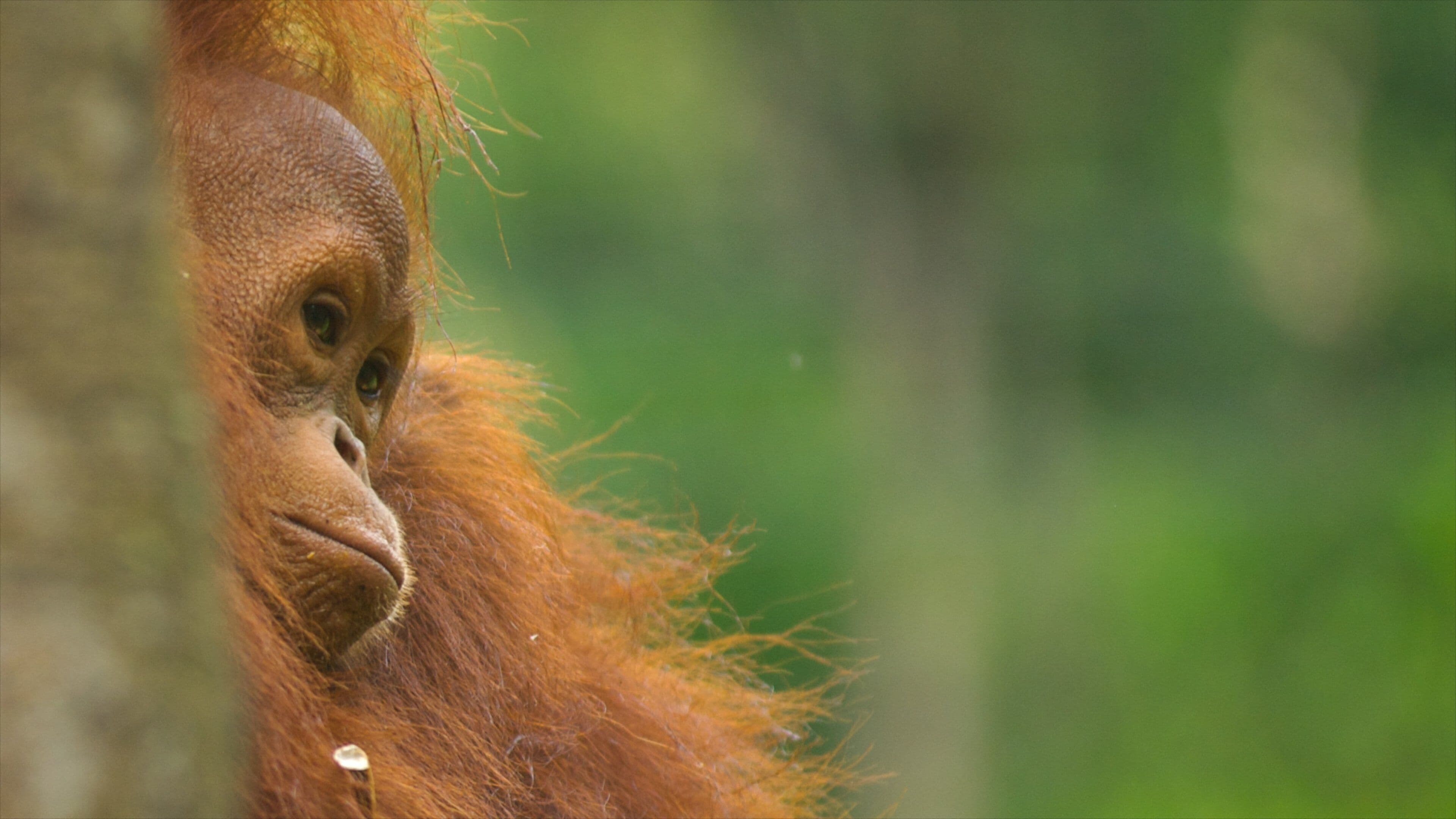 Centro de Vida Natural de Semenggoh que incluye animales y animales del zoo