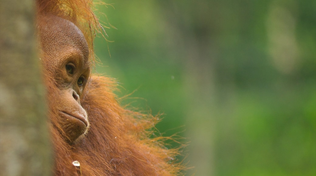Semenggoh Wildlife Centre