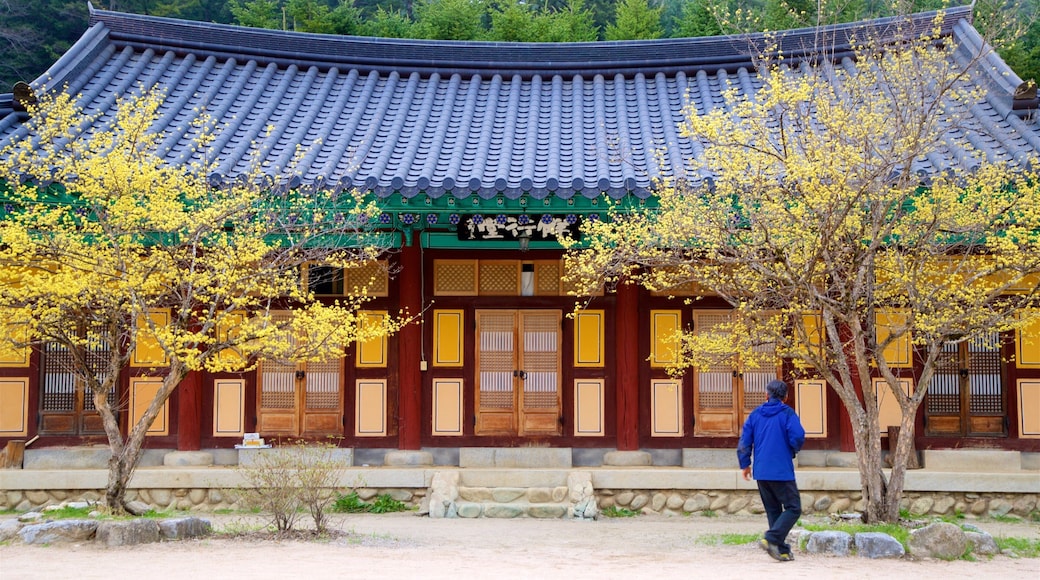 Templo de Woljeongsa que incluye elementos patrimoniales y también un hombre