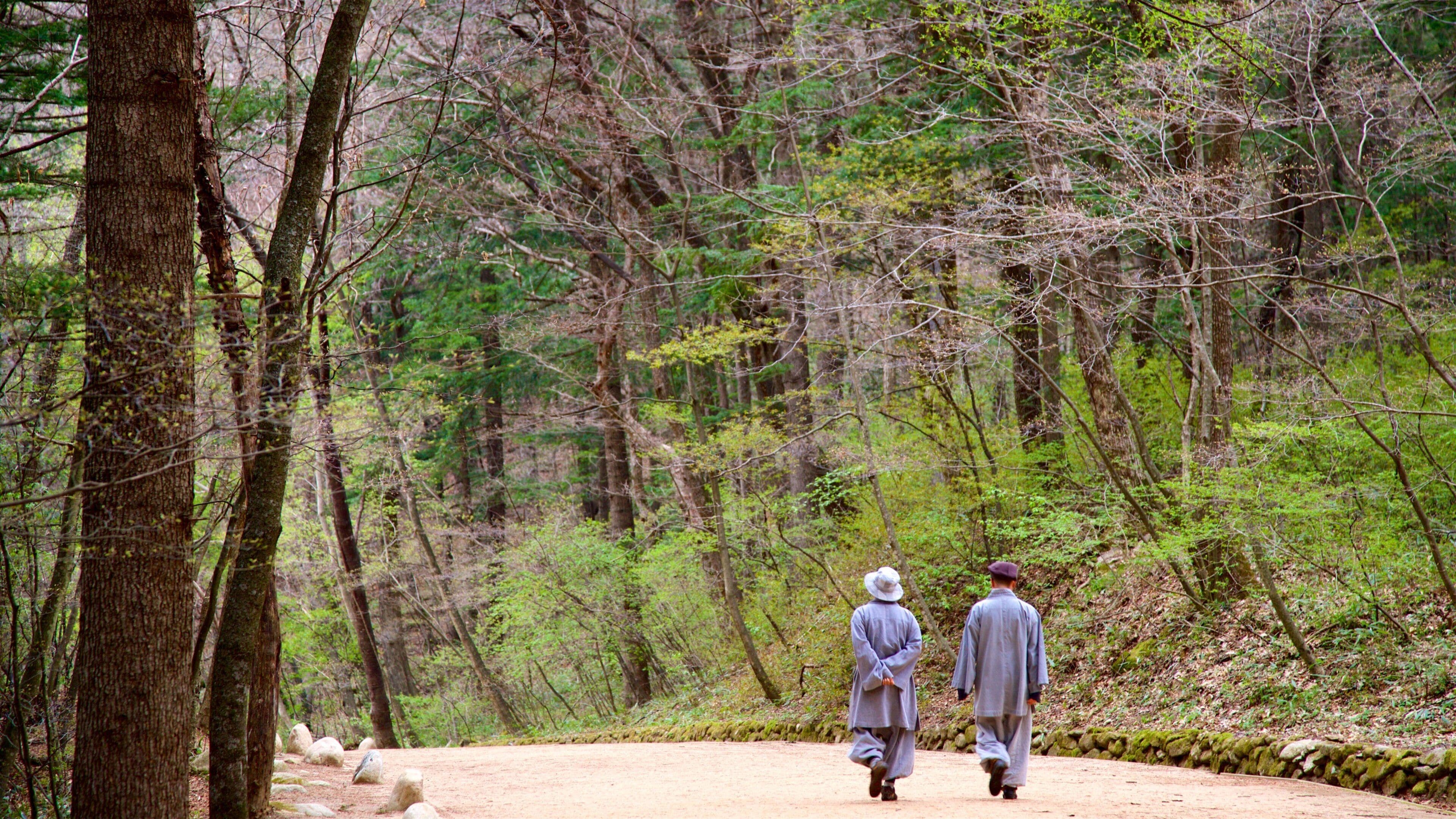 Woljeongsa Temple featuring a park and forests as well as a couple
