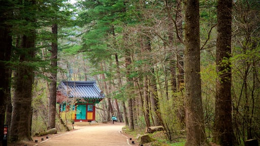 Temple Woljeongsa montrant patrimoine historique et scĂšnes forestiĂšres