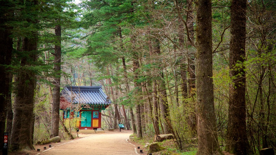 Woljeongsa Temple which includes heritage elements and forests