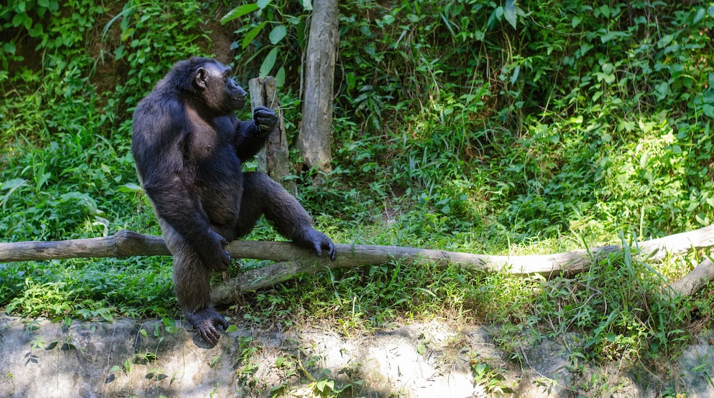 Gorilla sitting on timber in the zoo at Khao Kheow Open Zoo (Si Racha), Thailand.