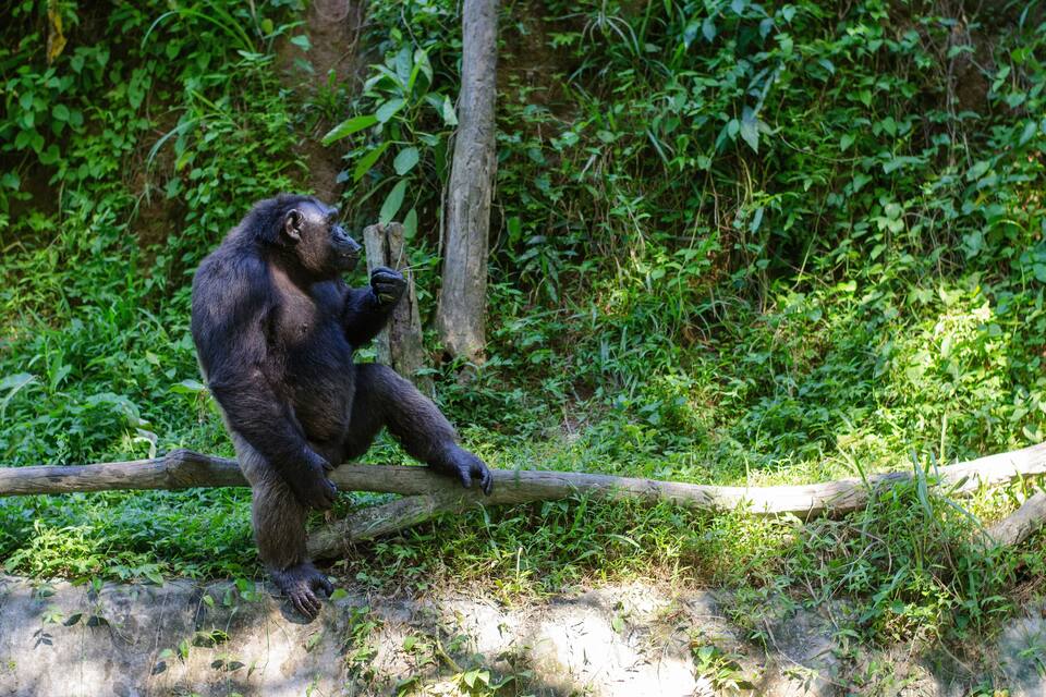 A chimpanzee sitting on a log in a lush, green forest.