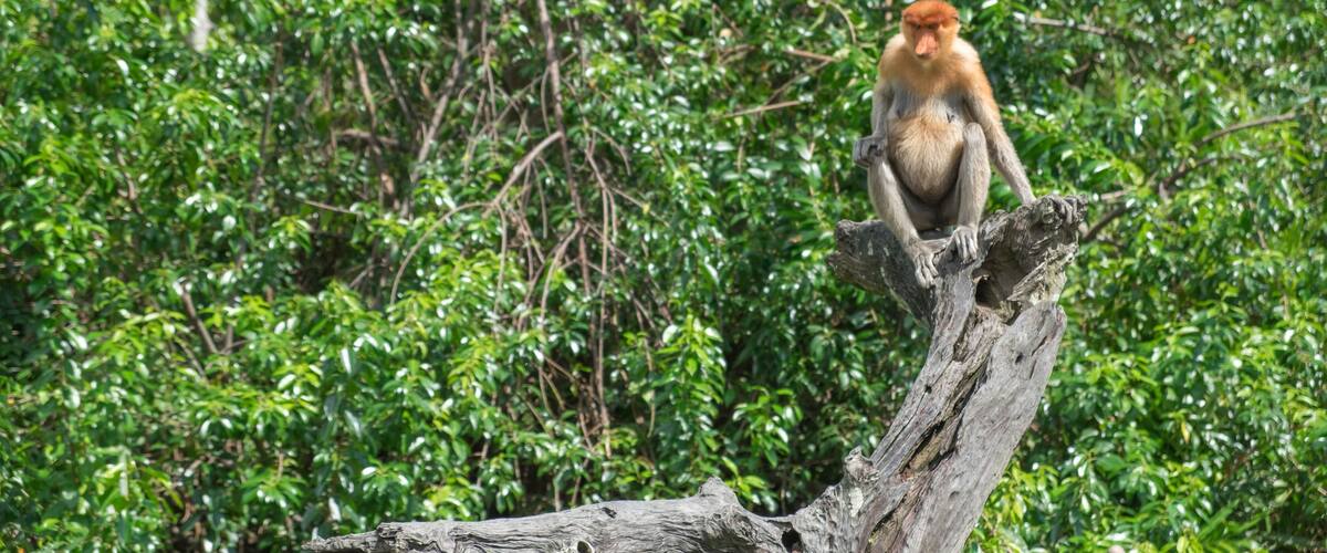 Adult female proboscis monkeys sitting on the wood alone. Jungle trees on background Labuk bay, Sabah, Borneo island. Travel Malaysia