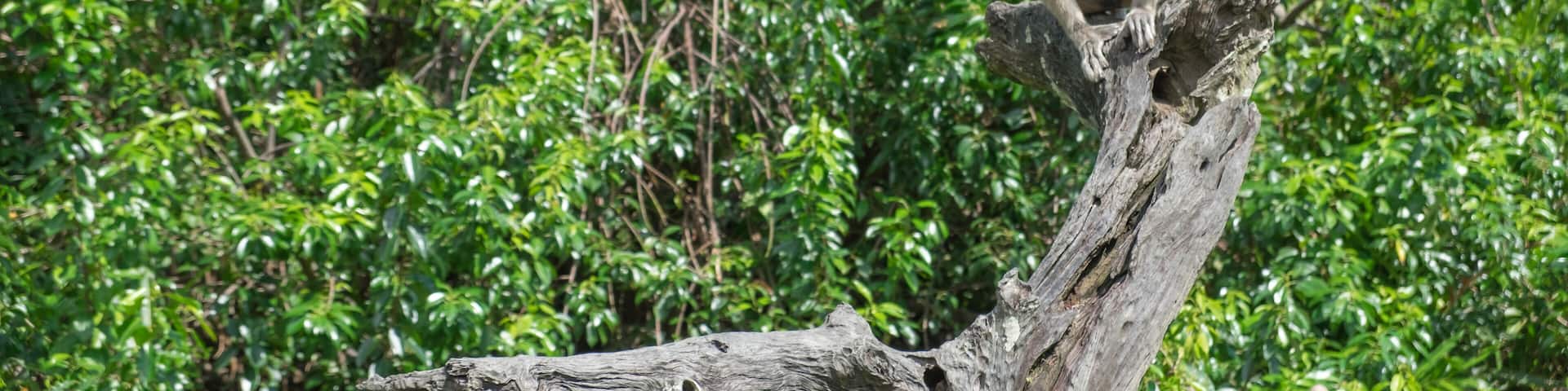Adult female proboscis monkeys sitting on the wood alone. Jungle trees on background Labuk bay, Sabah, Borneo island. Travel Malaysia