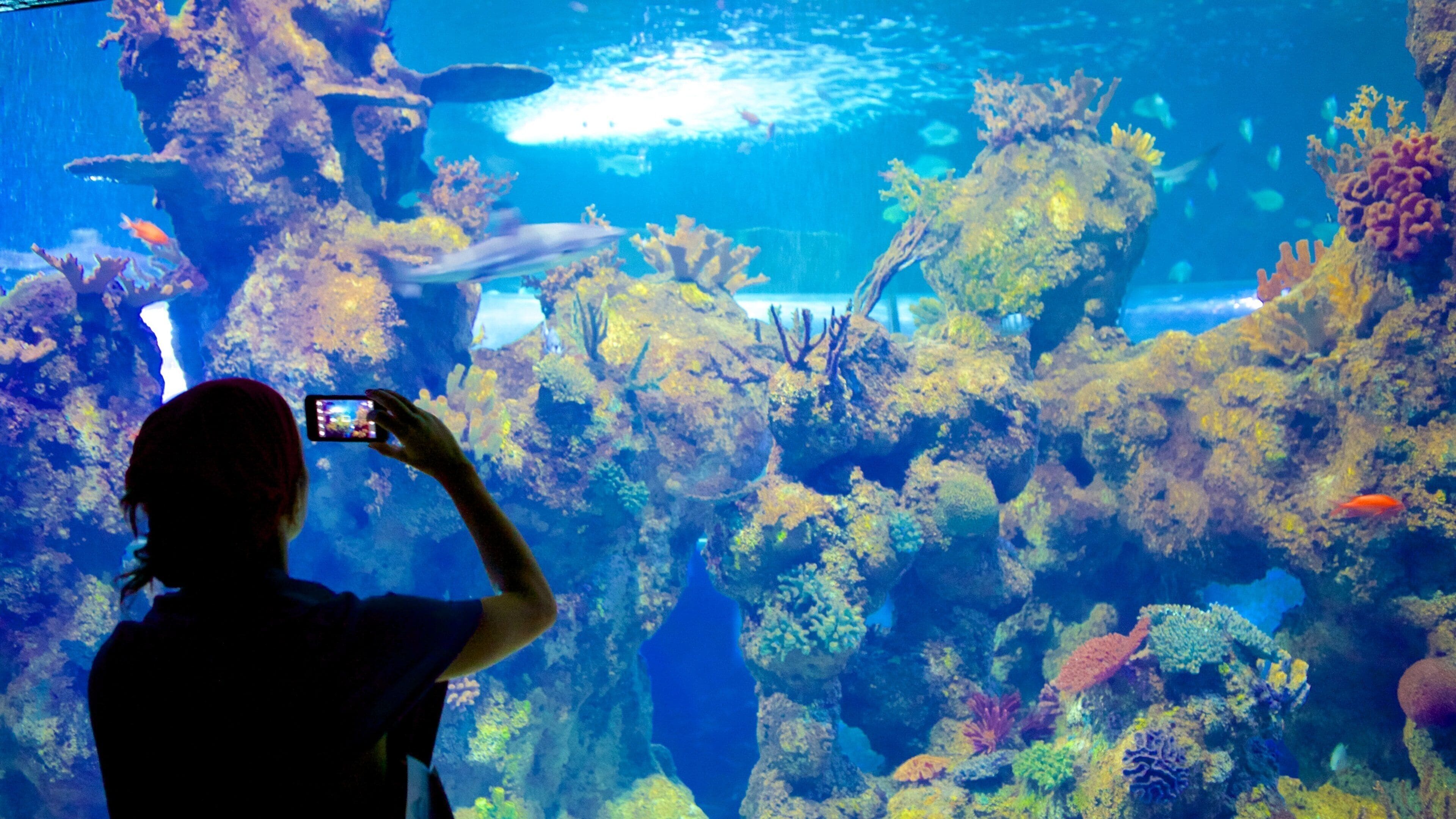 Malta National Aquarium featuring marine life, colorful reefs and interior views
