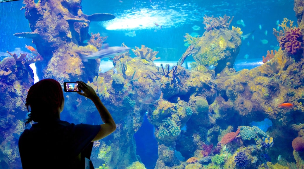 Malta National Aquarium featuring marine life, colorful reefs and interior views