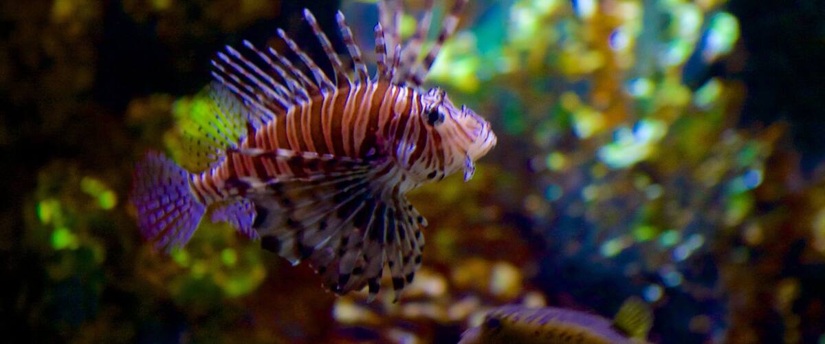 Malta National Aquarium featuring marine life