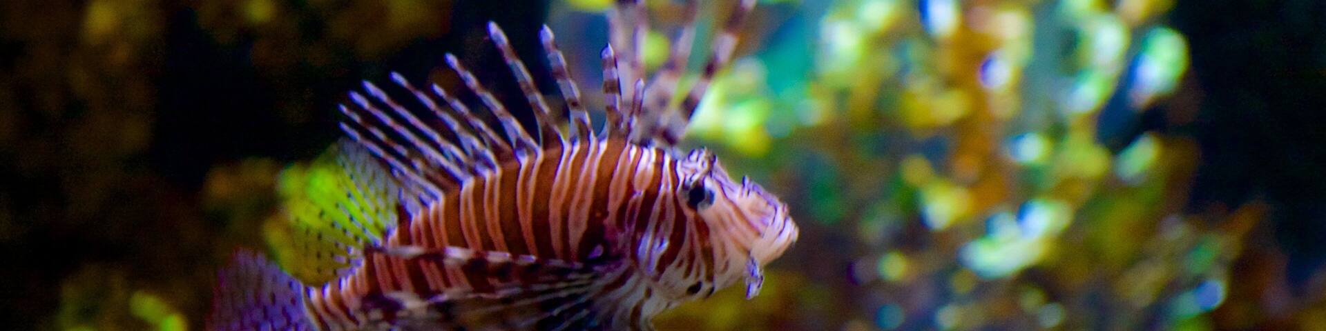 Nationalaquarium Malta das einen Meeresbewohner