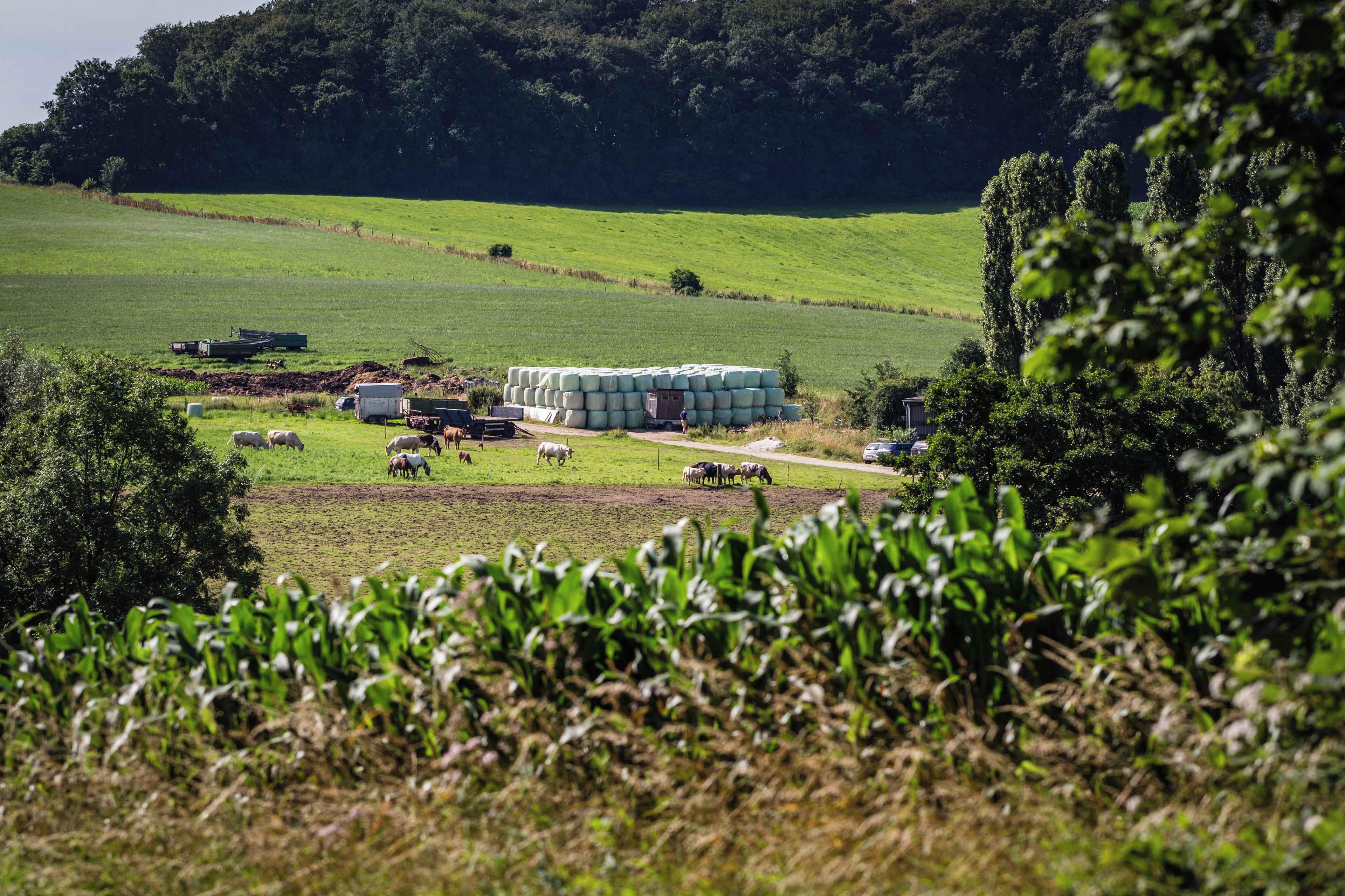 Weide an der Grenze zwischen Wuppertal und Wülfrath