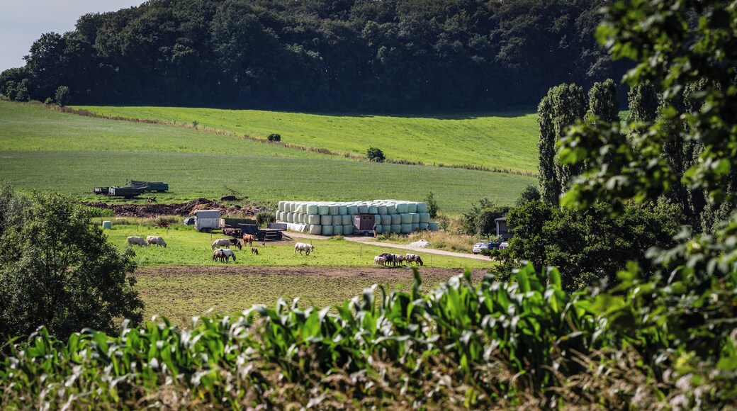 Weide an der Grenze zwischen Wuppertal und Wülfrath