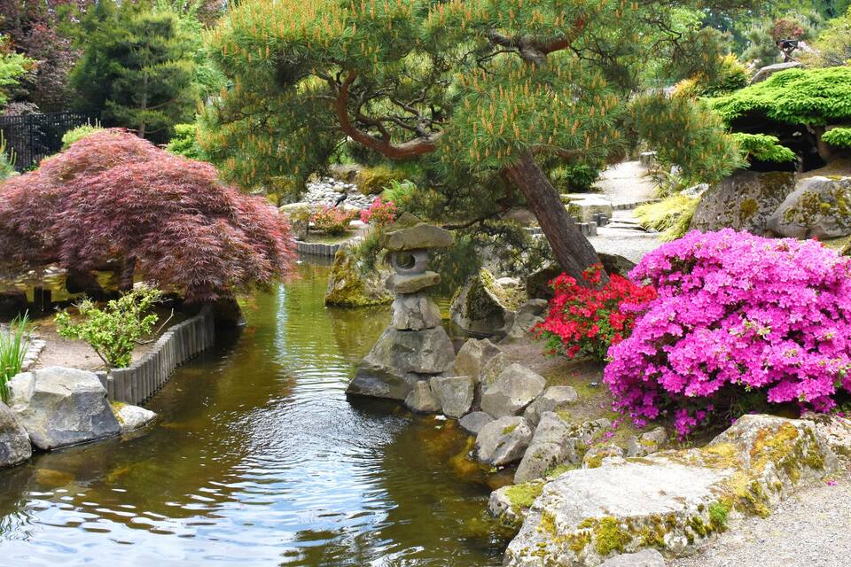 Un jardí tranquil amb un estany, arbres de fulles vermelles i flors rosades vibrants.
