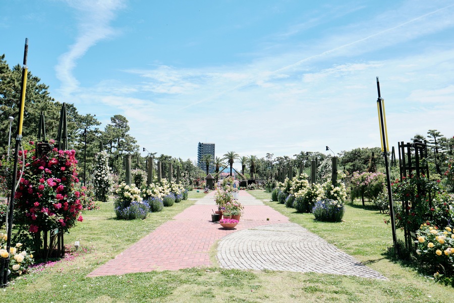 浜寺公園のバラ庭園
