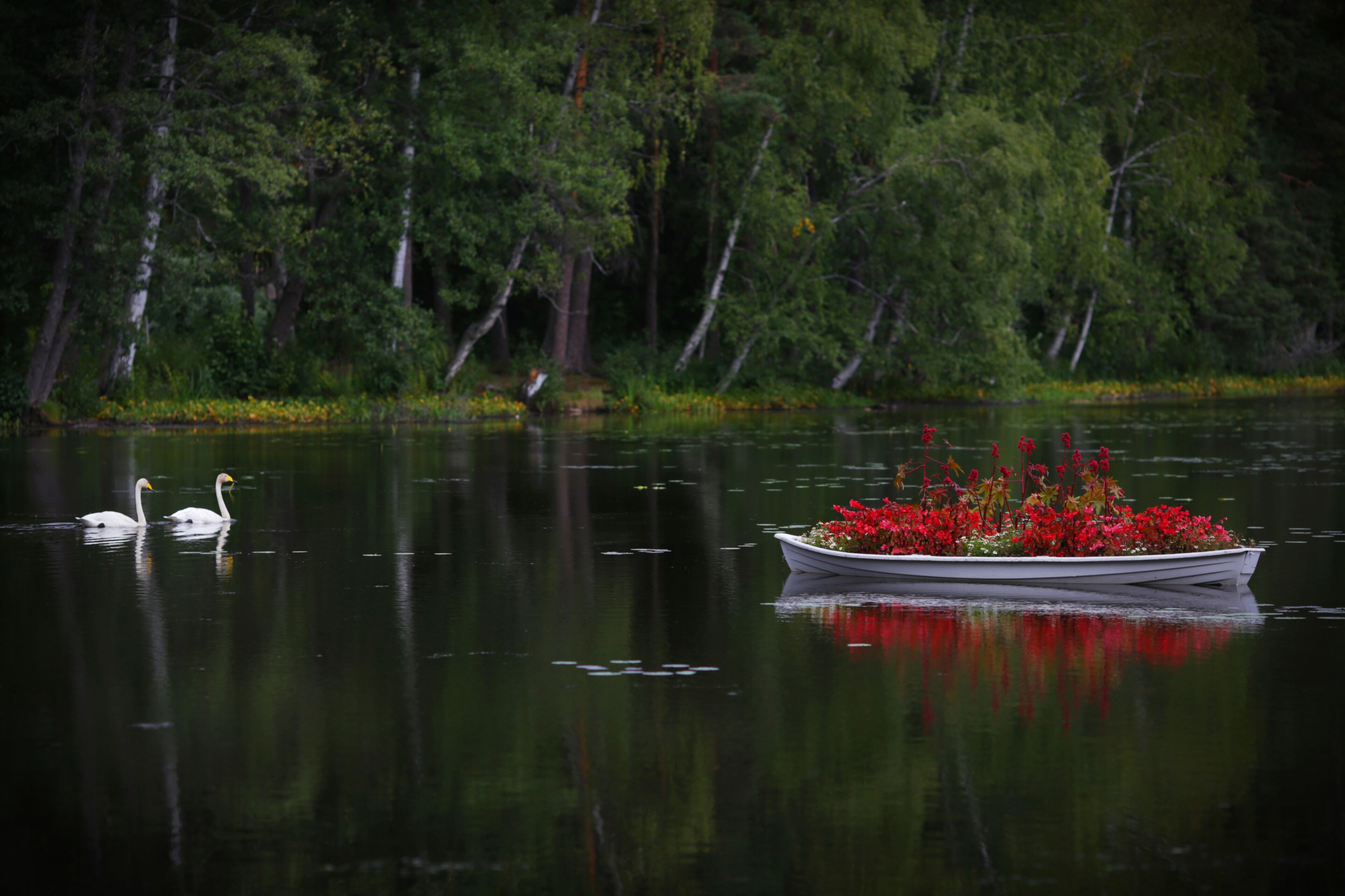 Flower boat on a lake